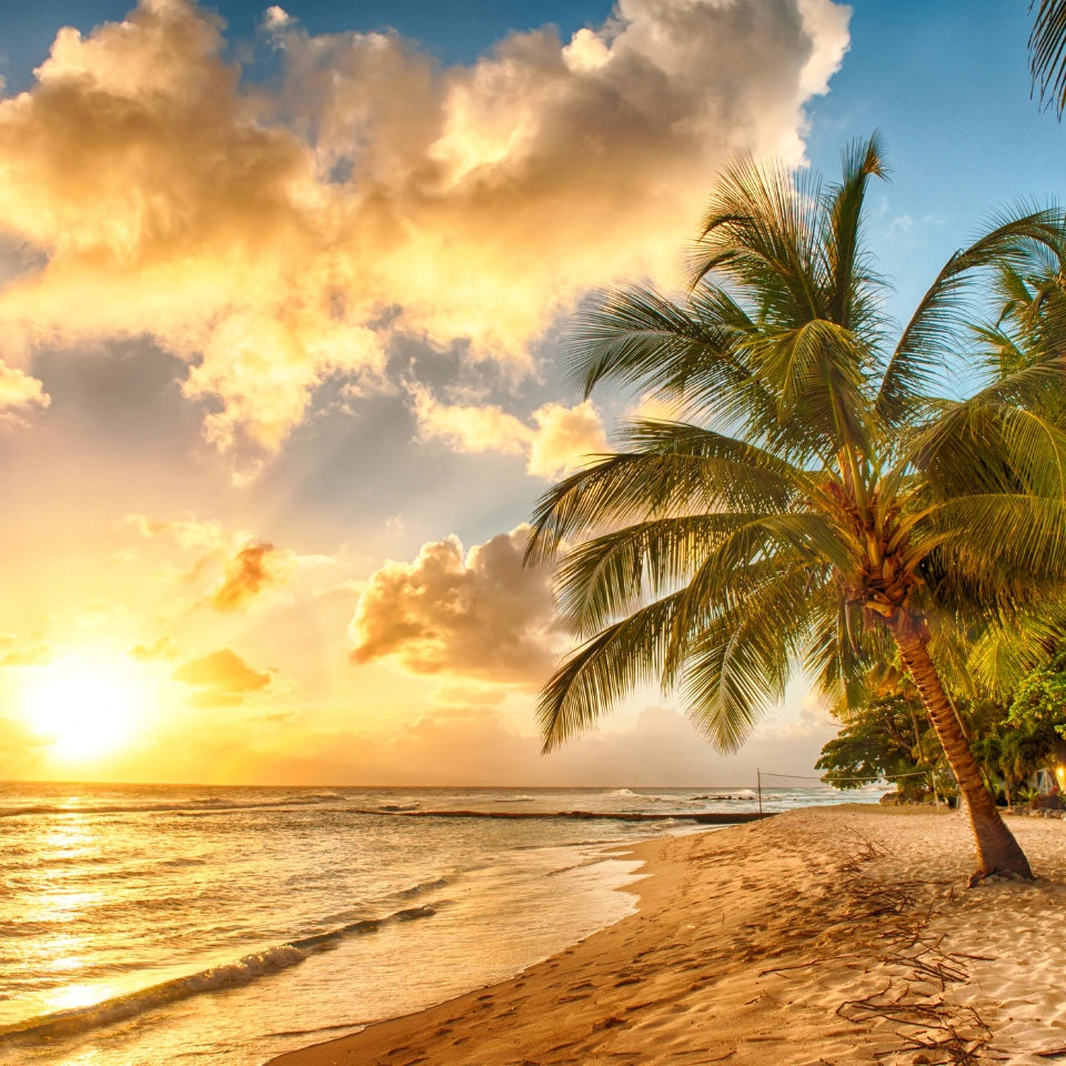 the ocean shores beach at sunset in barbados